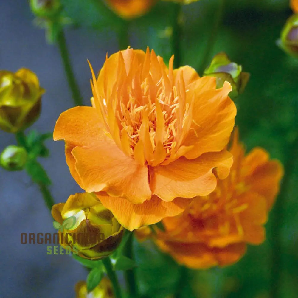 Trollius Golden Queen Seeds - Cultivate Majestic And Vibrant In Your Garden