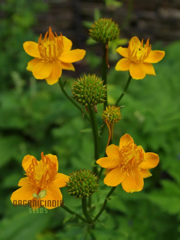 Trollius Golden Queen Seeds - Cultivate Majestic And Vibrant In Your Garden