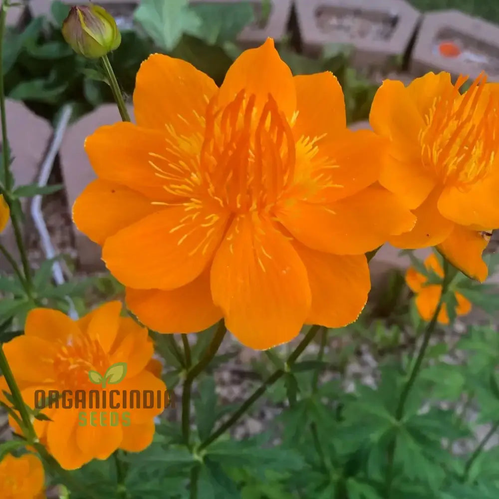 Trollius Golden Queen Seeds - Cultivate Majestic And Vibrant In Your Garden