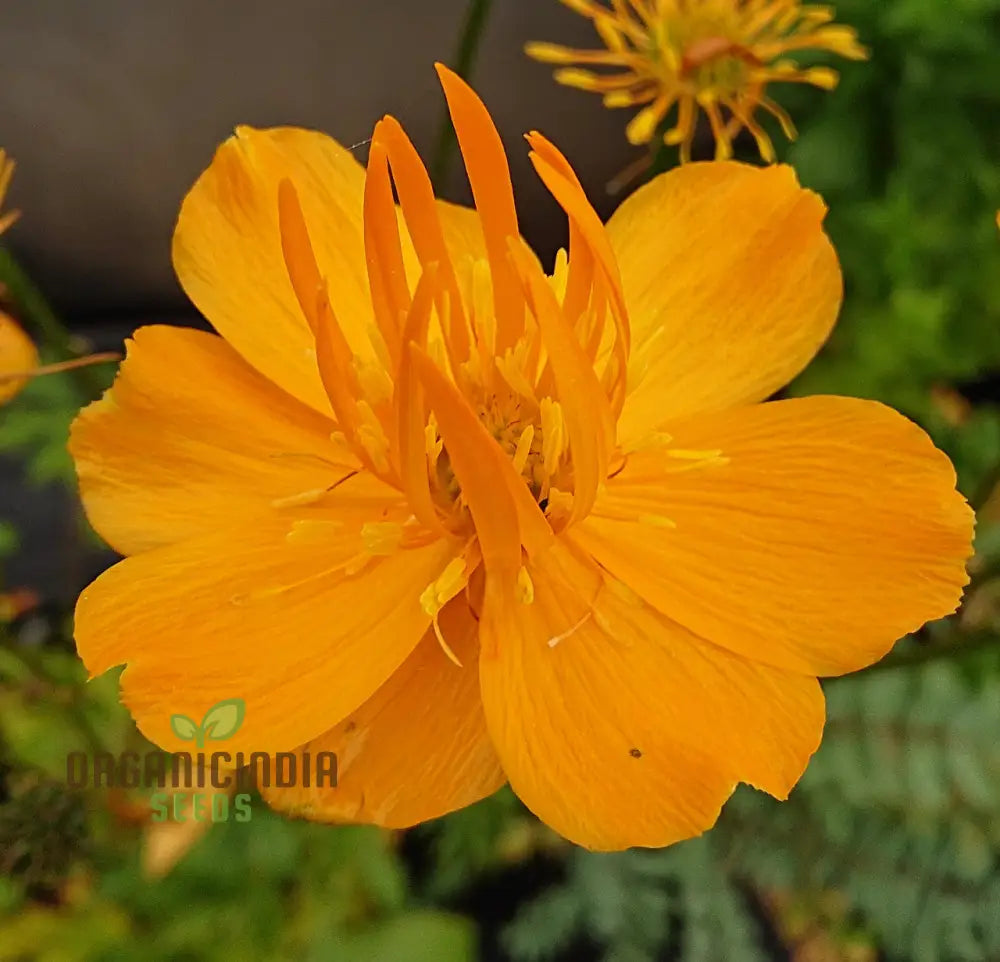 Trollius Golden Queen Seeds - Cultivate Majestic And Vibrant In Your Garden