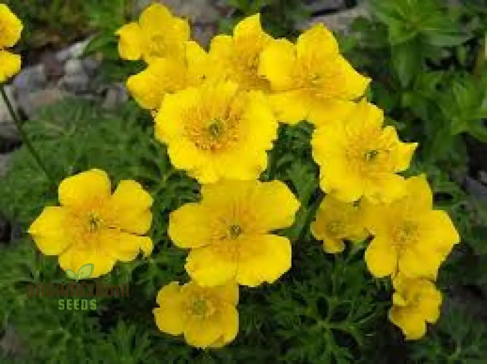 Trollius Pumilus Seeds For Gardening – Perfect Adding Vibrant Blooms And Unique Charm To Your