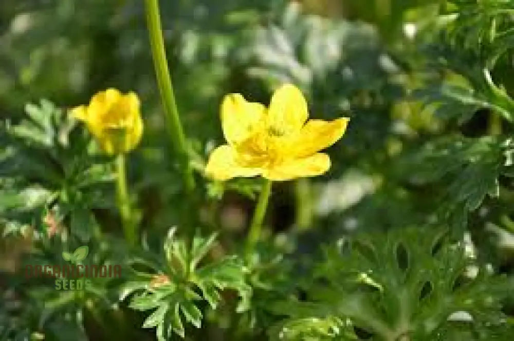 Trollius Pumilus Seeds For Gardening – Perfect Adding Vibrant Blooms And Unique Charm To Your