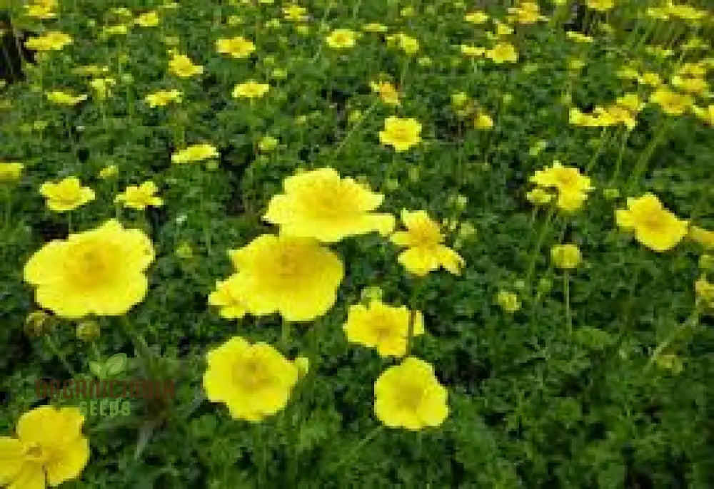 Trollius Pumilus Seeds For Gardening – Perfect Adding Vibrant Blooms And Unique Charm To Your