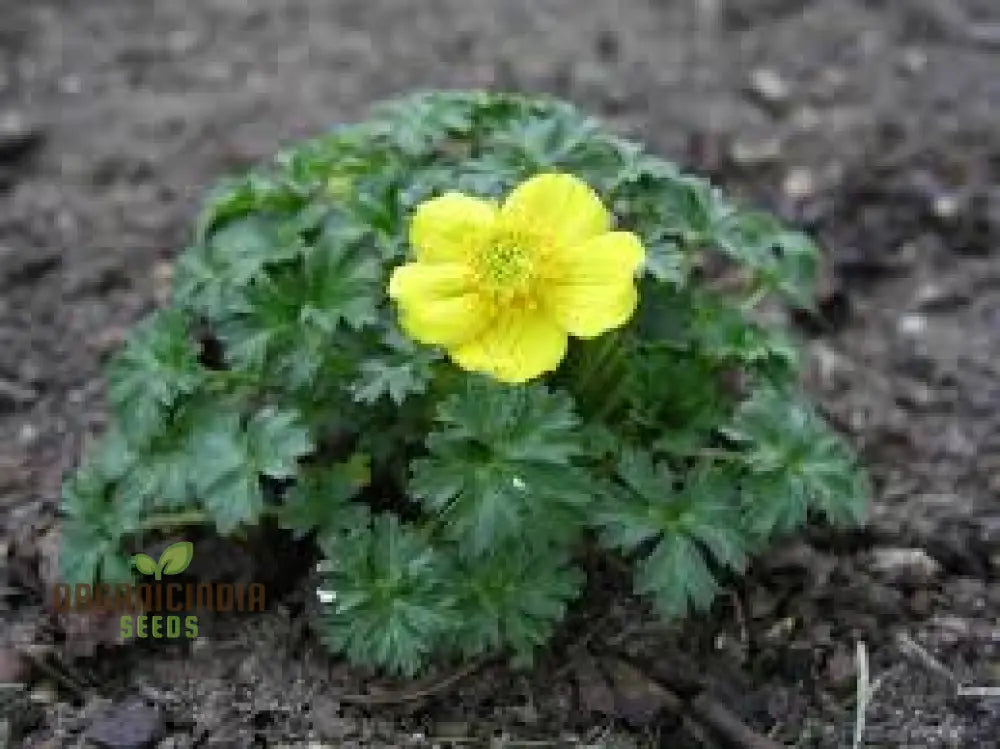 Trollius Pumilus Seeds For Gardening – Perfect Adding Vibrant Blooms And Unique Charm To Your