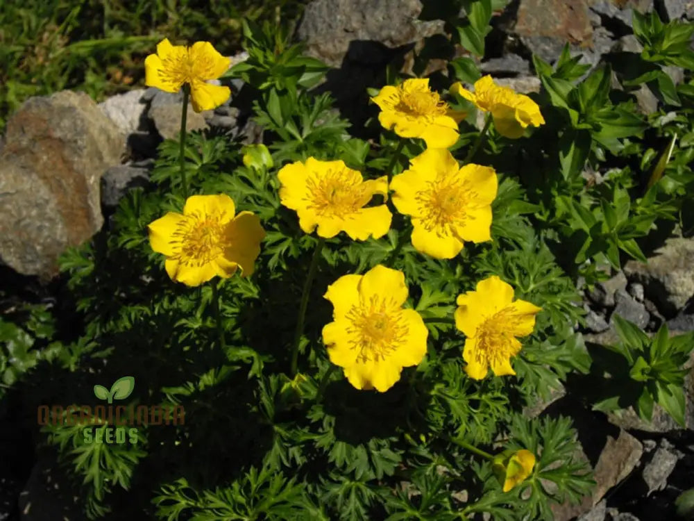 Trollius Pumilus Seeds For Gardening – Perfect Adding Vibrant Blooms And Unique Charm To Your