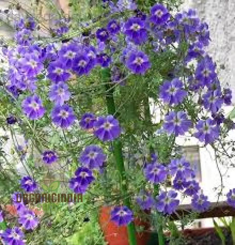 Tropaeolum Azureum Seeds For Gardening Enthusiasts - Rare Climbing Nasturtium Flower