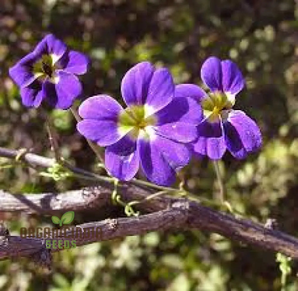 Tropaeolum Azureum Seeds For Gardening Enthusiasts - Rare Climbing Nasturtium Flower