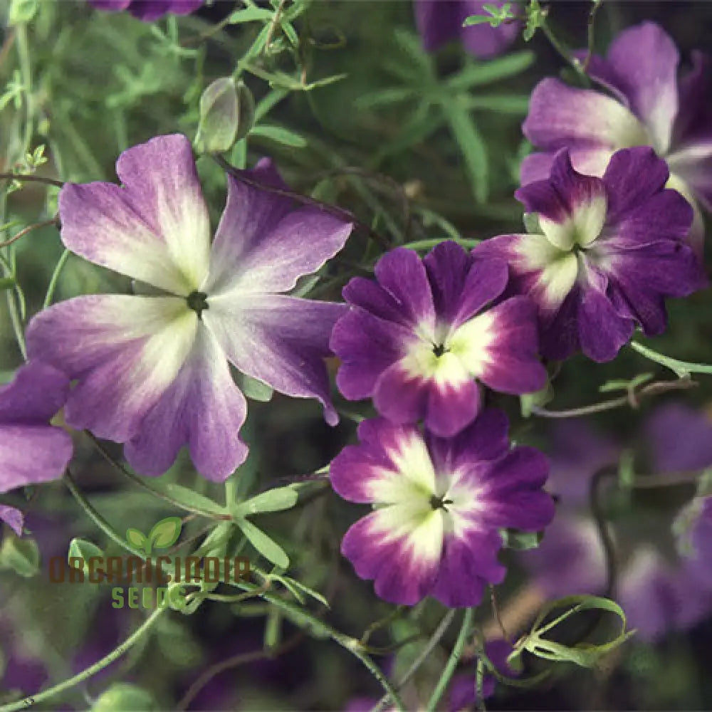 Tropaeolum Azureum Seeds For Gardening Enthusiasts - Rare Climbing Nasturtium Flower