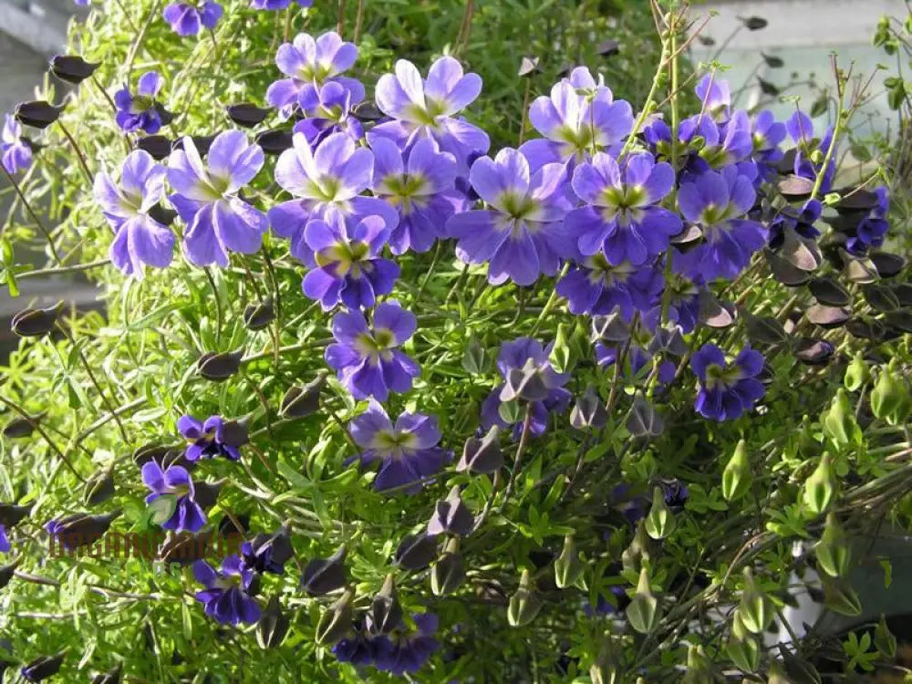 Tropaeolum Azureum Seeds For Gardening Enthusiasts - Rare Climbing Nasturtium Flower