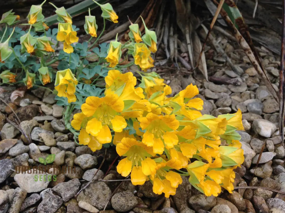 Tropaeolum Leptophyllum Flower Seeds For Planting Unique And Exotic Climbing Blooms For Your Garden