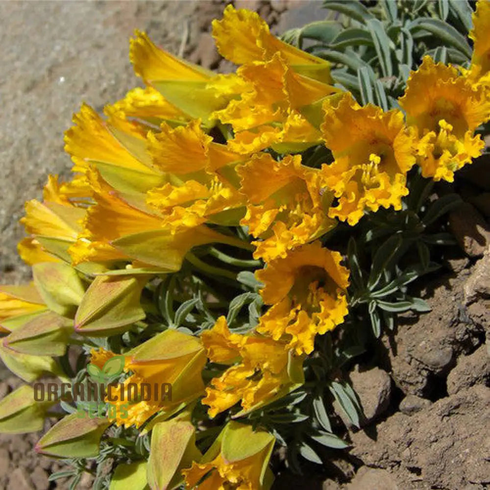 Tropaeolum Leptophyllum Flower Seeds For Planting Unique And Exotic Climbing Blooms For Your Garden