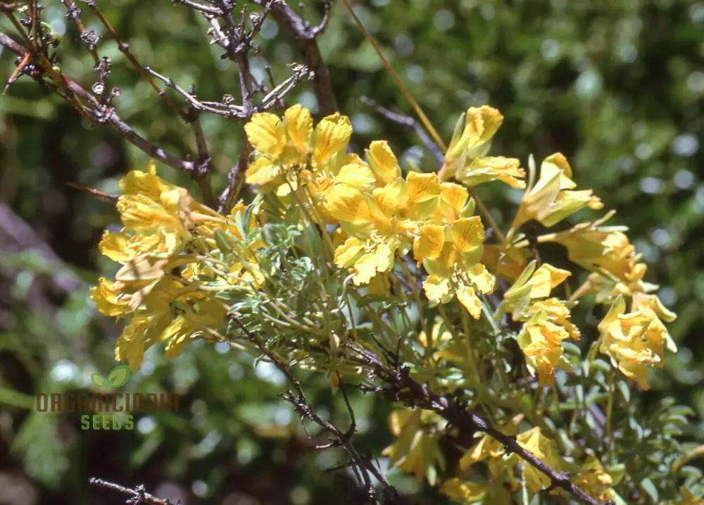 Tropaeolum Leptophyllum Flower Seeds For Planting Unique And Exotic Climbing Blooms For Your Garden