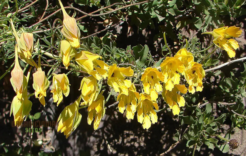 Tropaeolum Leptophyllum Flower Seeds For Planting Unique And Exotic Climbing Blooms For Your Garden