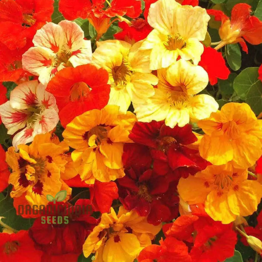 Tropaeolum Majus Nanum Single Mix Flower Seeds Compact Nasturtiums For Beautiful Displays