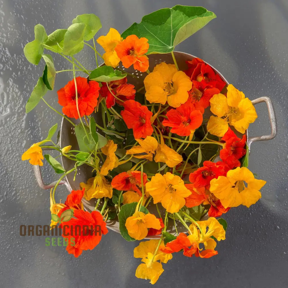 Tropaeolum Majus Nanum Single Mix Flower Seeds Compact Nasturtiums For Beautiful Displays