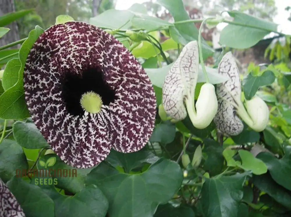 Tropica Dutchman’s Pipe Vine (Aristolochia Labiata) Flower Seeds Perfect For Gardening