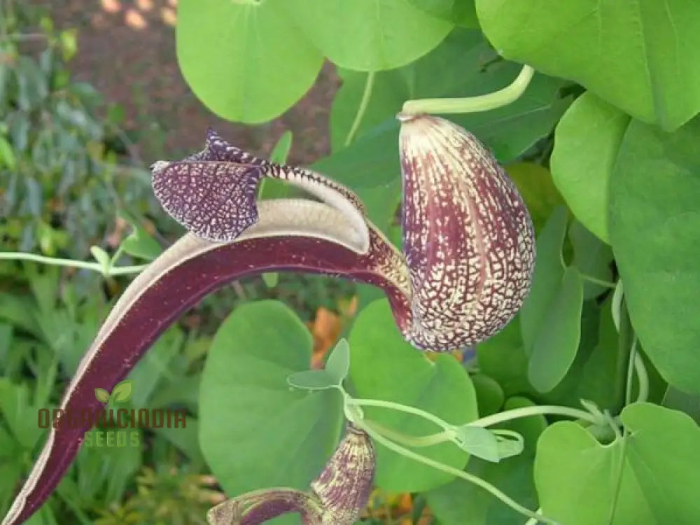 Tropica Dutchman’s Pipe Vine (Aristolochia Labiata) Flower Seeds Perfect For Gardening