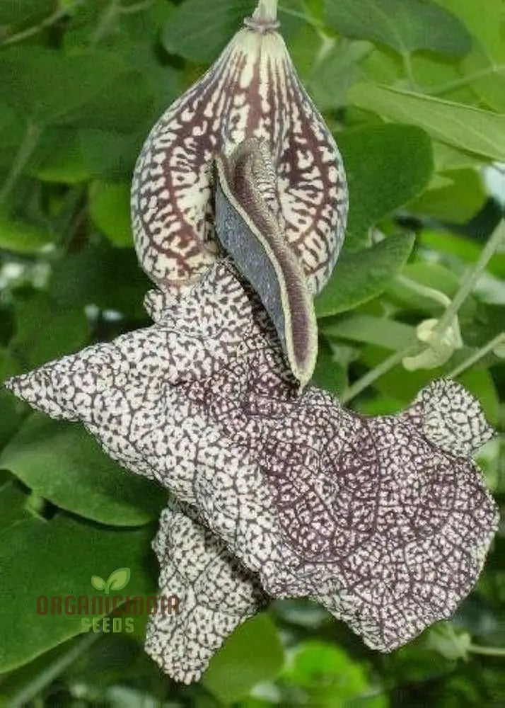 Tropica Dutchmanâ€™s Pipe Vine (Aristolochia Labiata) Flower Seeds Perfect For Gardening