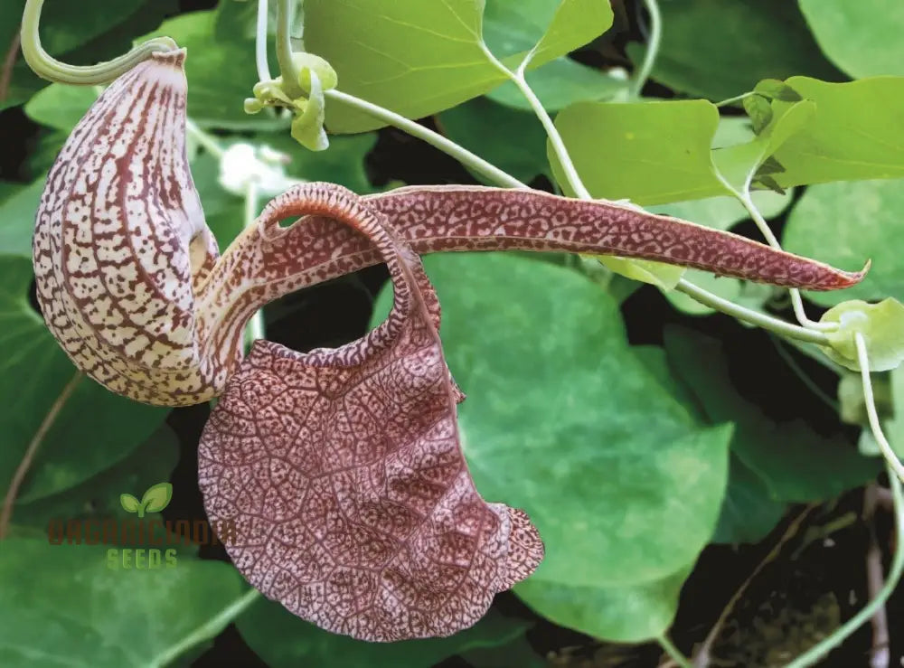 Tropica Dutchman’s Pipe Vine (Aristolochia Labiata) Flower Seeds Perfect For Gardening