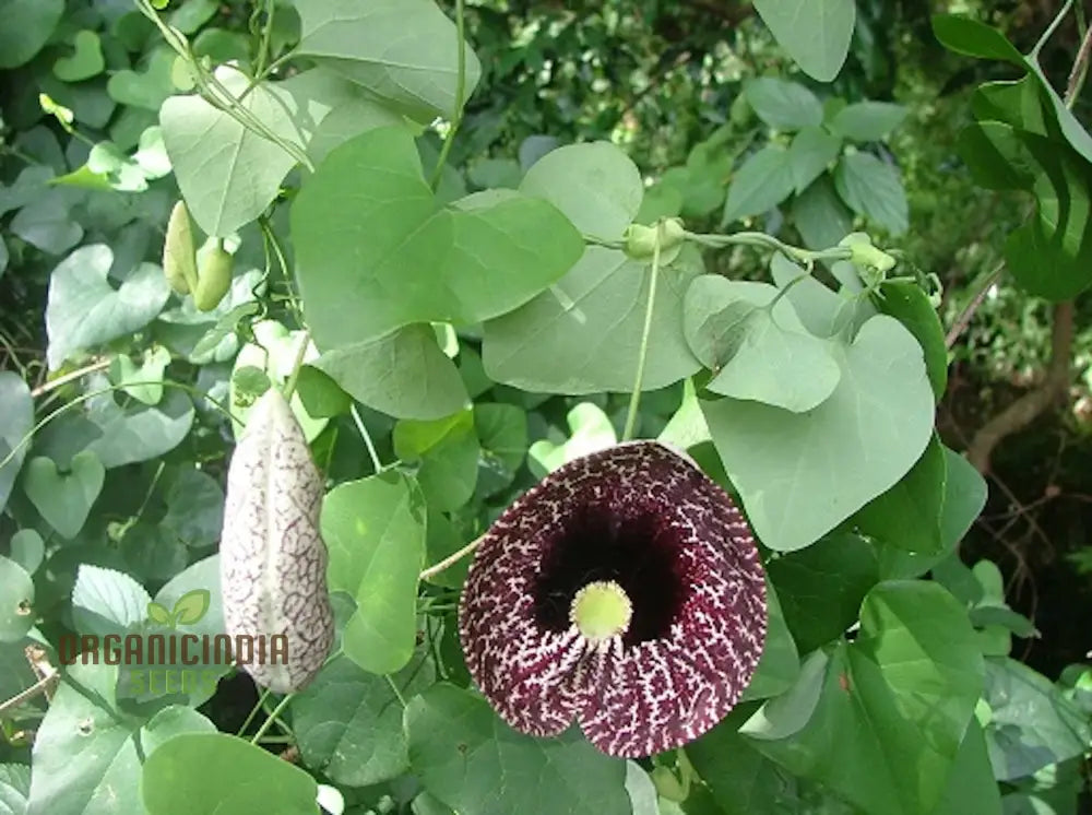 Tropica Dutchman’s Pipe Vine (Aristolochia Labiata) Flower Seeds Perfect For Gardening