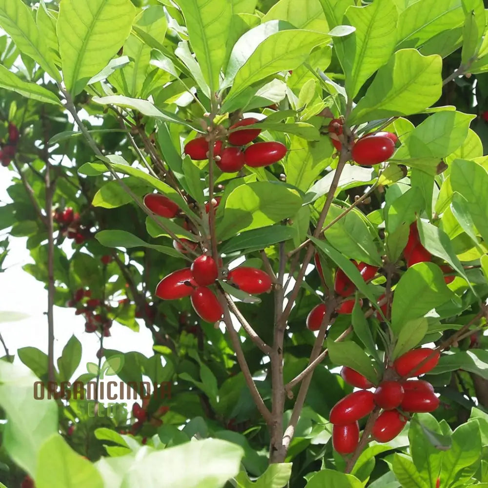 Tropical Miracle Berry Fruit Seeds Exotic Flavor-Changing Delight For Your Garden