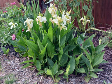 Hochwertige weiße Canna-Blumensamen für eine üppige Gartenarbeit, züchten Sie atemberaubende mehrjährige Blüten in Ihrem Garten.