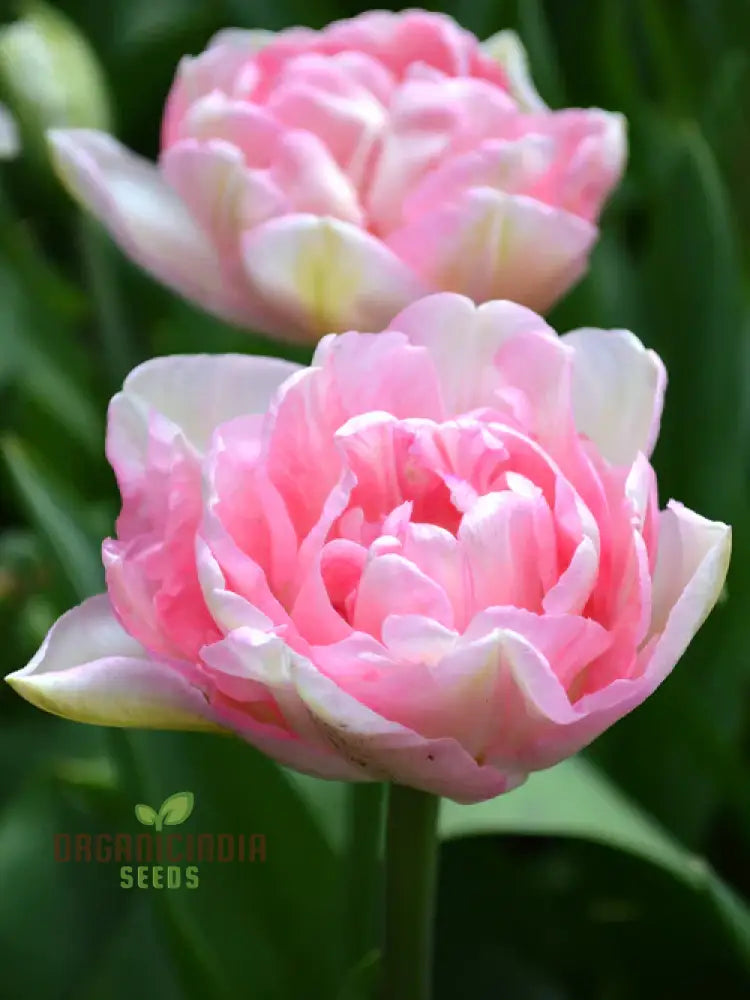 Tulip Angelique Flower Seeds For Planting Elegant Pink Tulips For A Beautiful And Graceful Spring