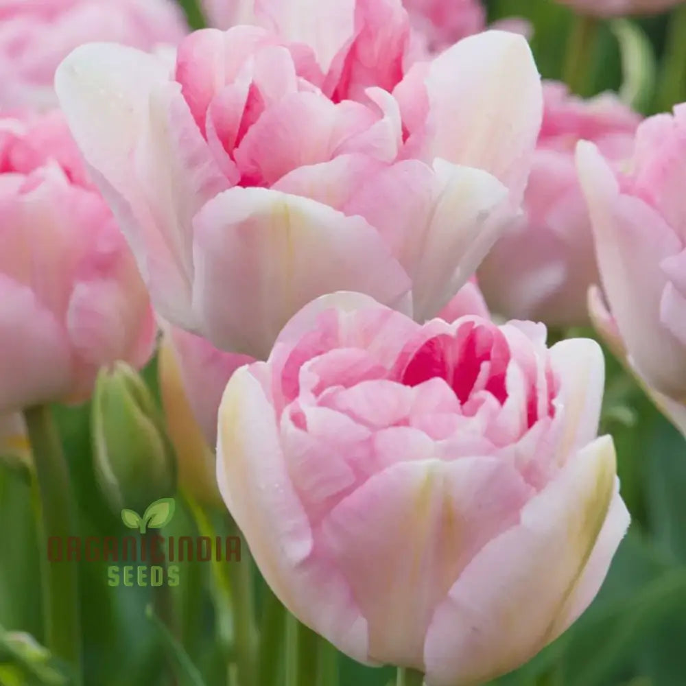 Tulip Angelique Flower Seeds For Planting Elegant Pink Tulips For A Beautiful And Graceful Spring