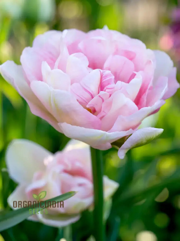 Tulip Angelique Flower Seeds For Planting Elegant Pink Tulips For A Beautiful And Graceful Spring