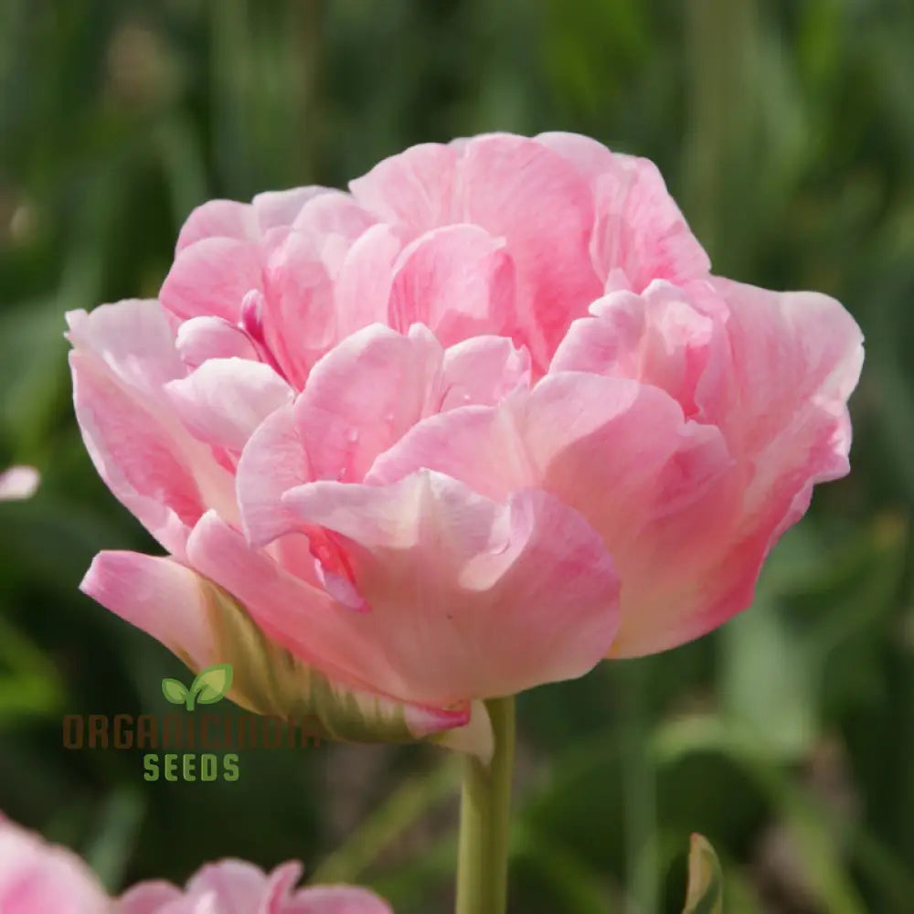 Tulip Angelique Flower Seeds For Planting Elegant Pink Tulips For A Beautiful And Graceful Spring