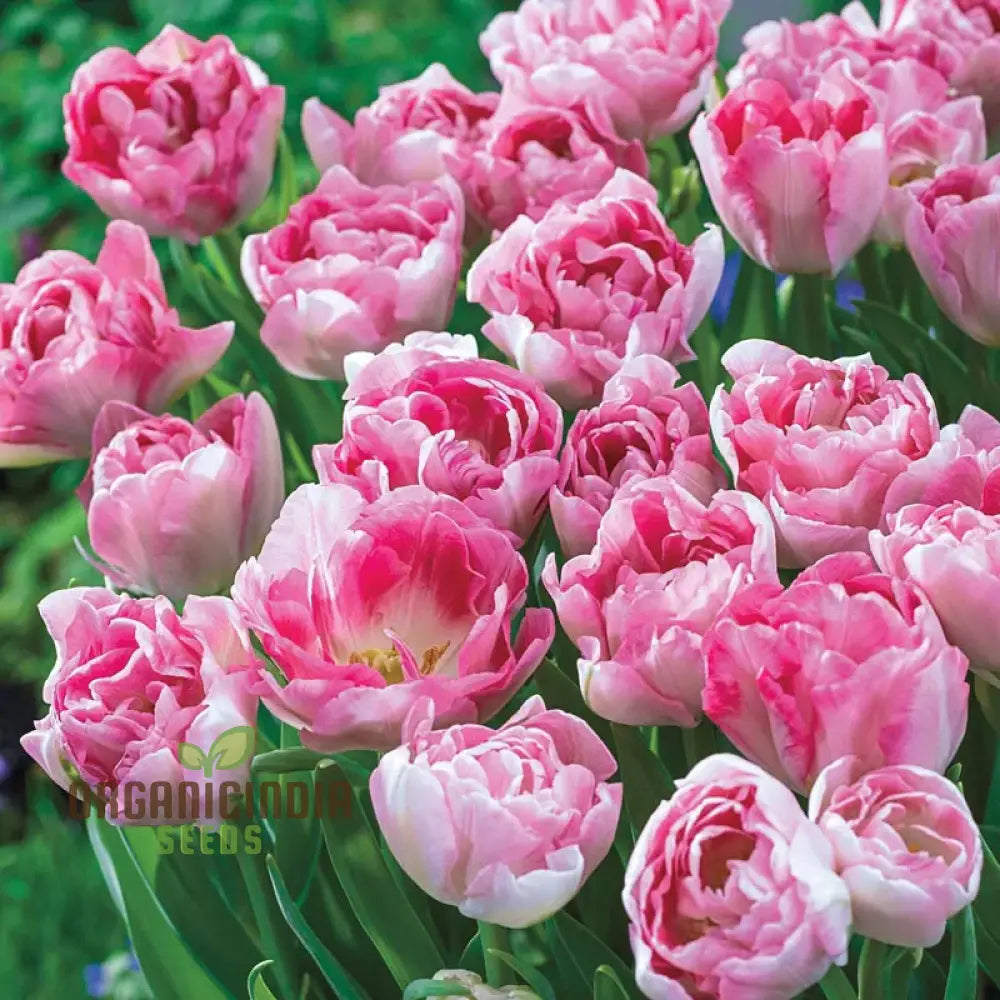 Tulip Angelique Flower Seeds For Planting Elegant Pink Tulips For A Beautiful And Graceful Spring