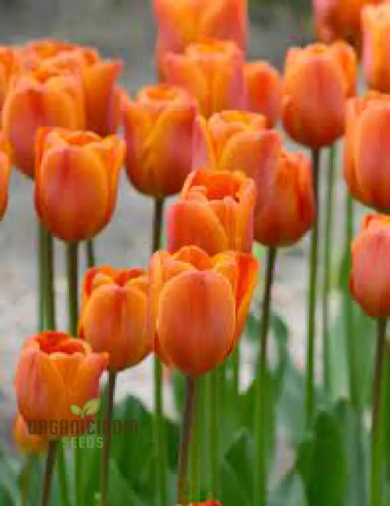 Tulip Annie Schilder Flower Seeds For Planting Charming And Bright Tulips For A Stunning Spring