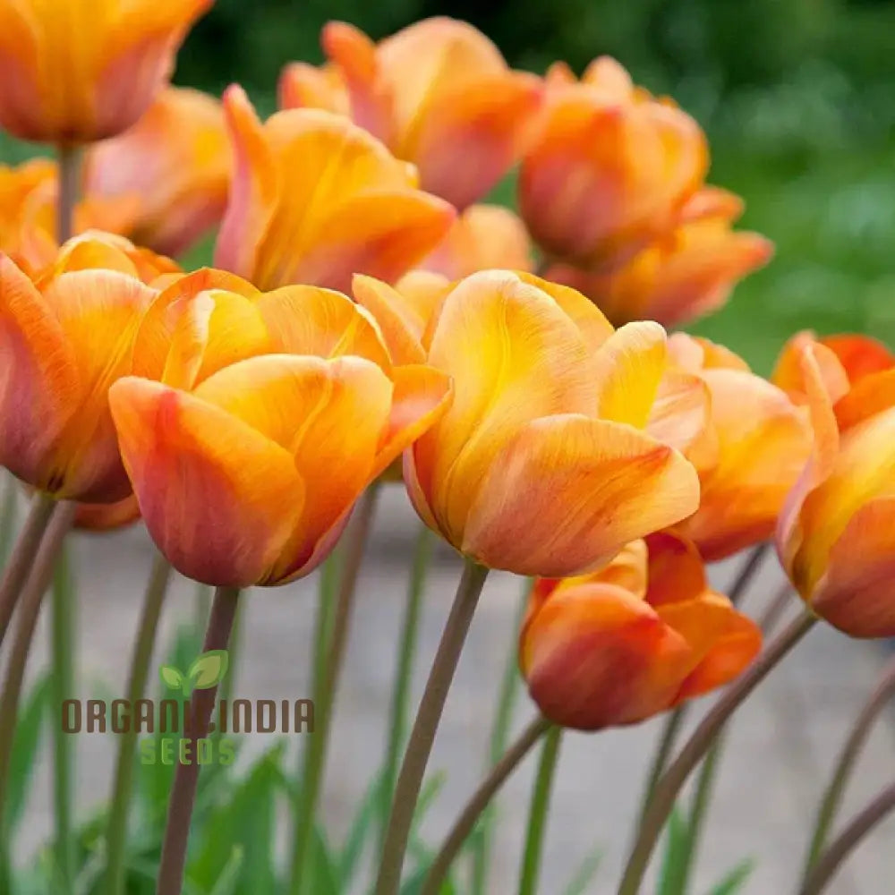 Tulip Annie Schilder Flower Seeds For Planting Charming And Bright Tulips For A Stunning Spring