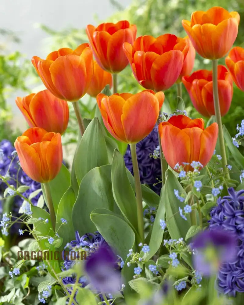 Tulip Annie Schilder Flower Seeds For Planting Charming And Bright Tulips For A Stunning Spring