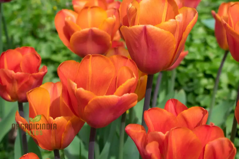 Tulip Annie Schilder Flower Seeds For Planting Charming And Bright Tulips For A Stunning Spring