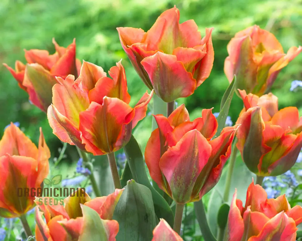 Tulip Artist Bluestone Flower Seeds For Planting Stunning Blue Tulips For A Beautiful And Unique