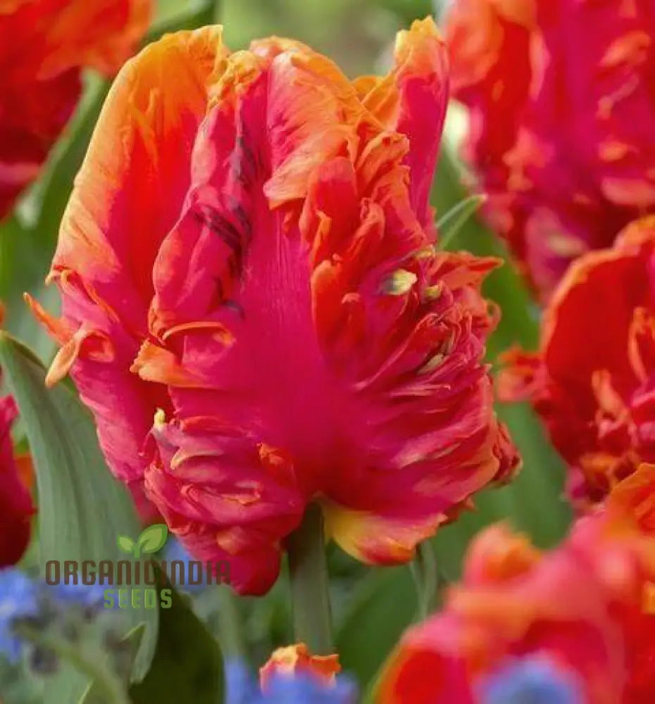 Tulip Avignon Parrot Flower Seeds For Planting Vibrant And Exotic Tulips For A Stunning Spring