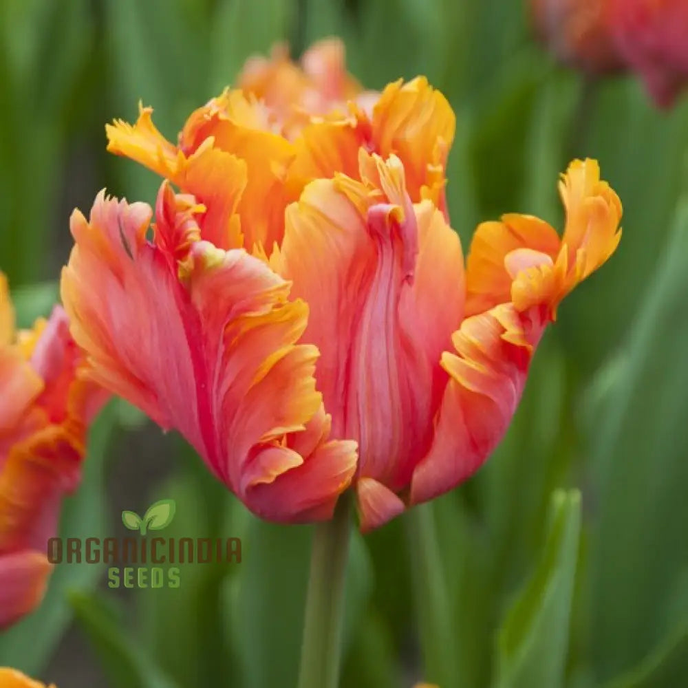 Tulip Avignon Parrot Flower Seeds For Planting Vibrant And Exotic Tulips For A Stunning Spring