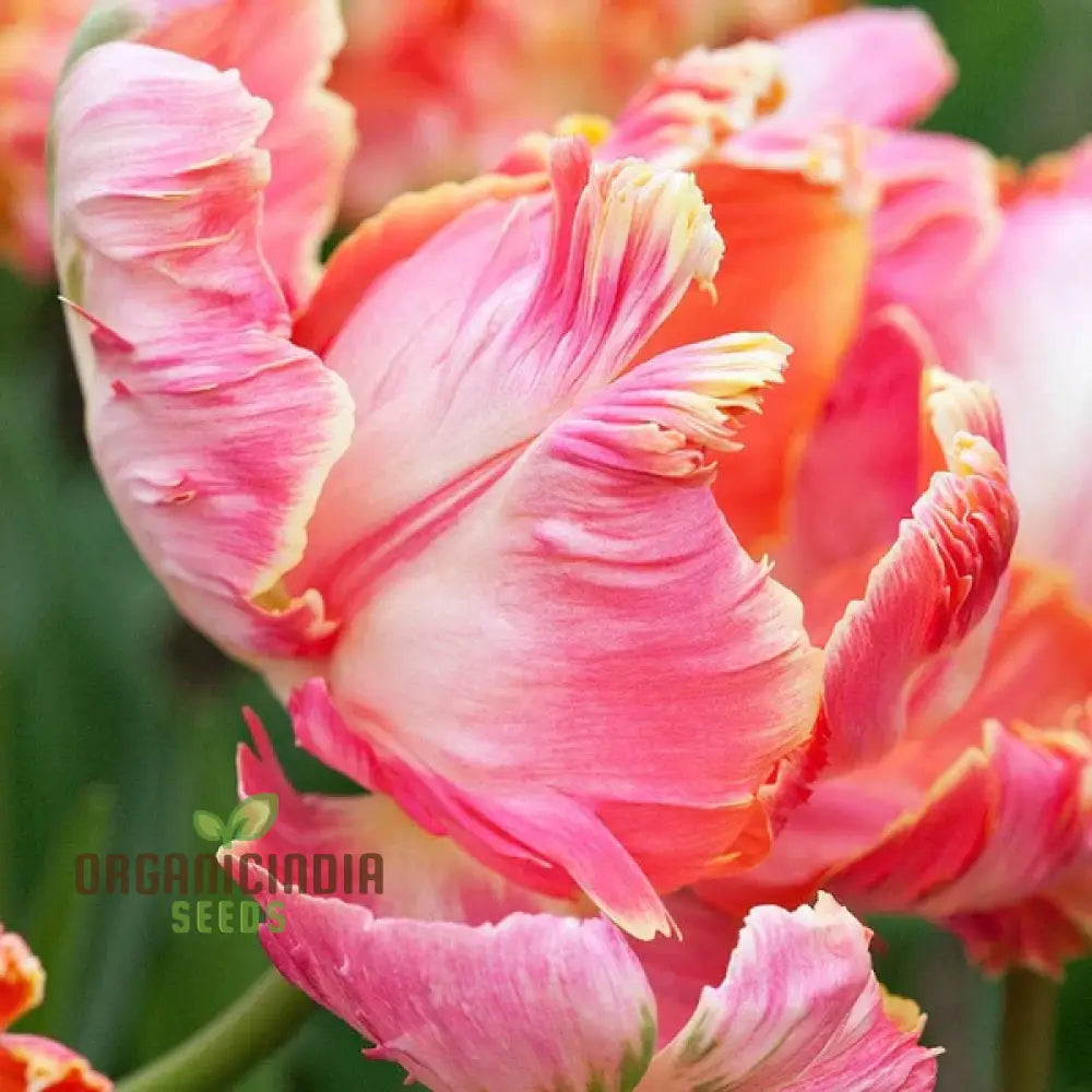 Tulip Avignon Parrot Flower Seeds For Planting Vibrant And Exotic Tulips For A Stunning Spring