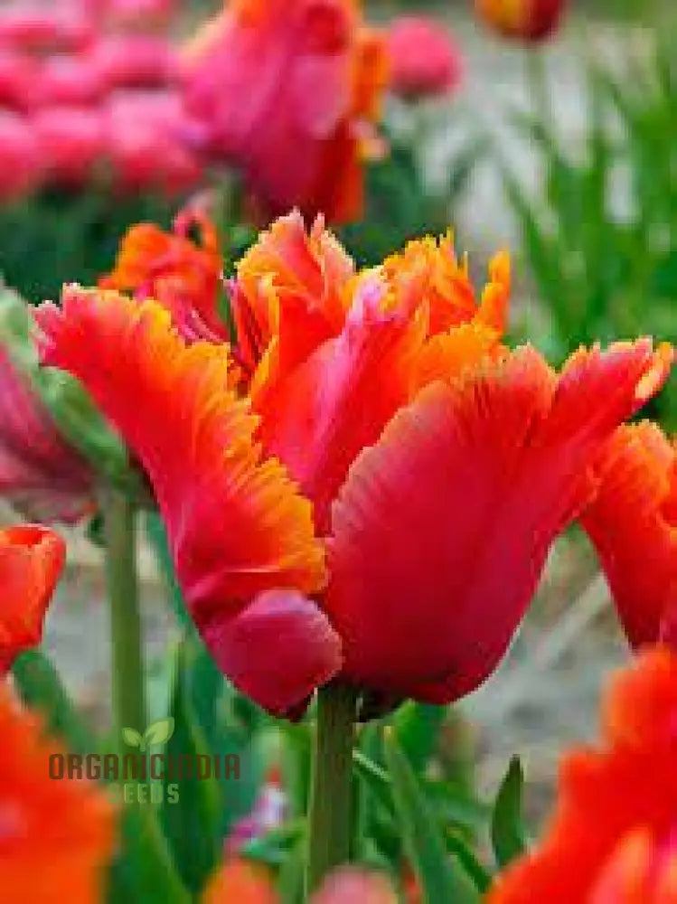 Tulip Avignon Parrot Flower Seeds For Planting Vibrant And Exotic Tulips For A Stunning Spring