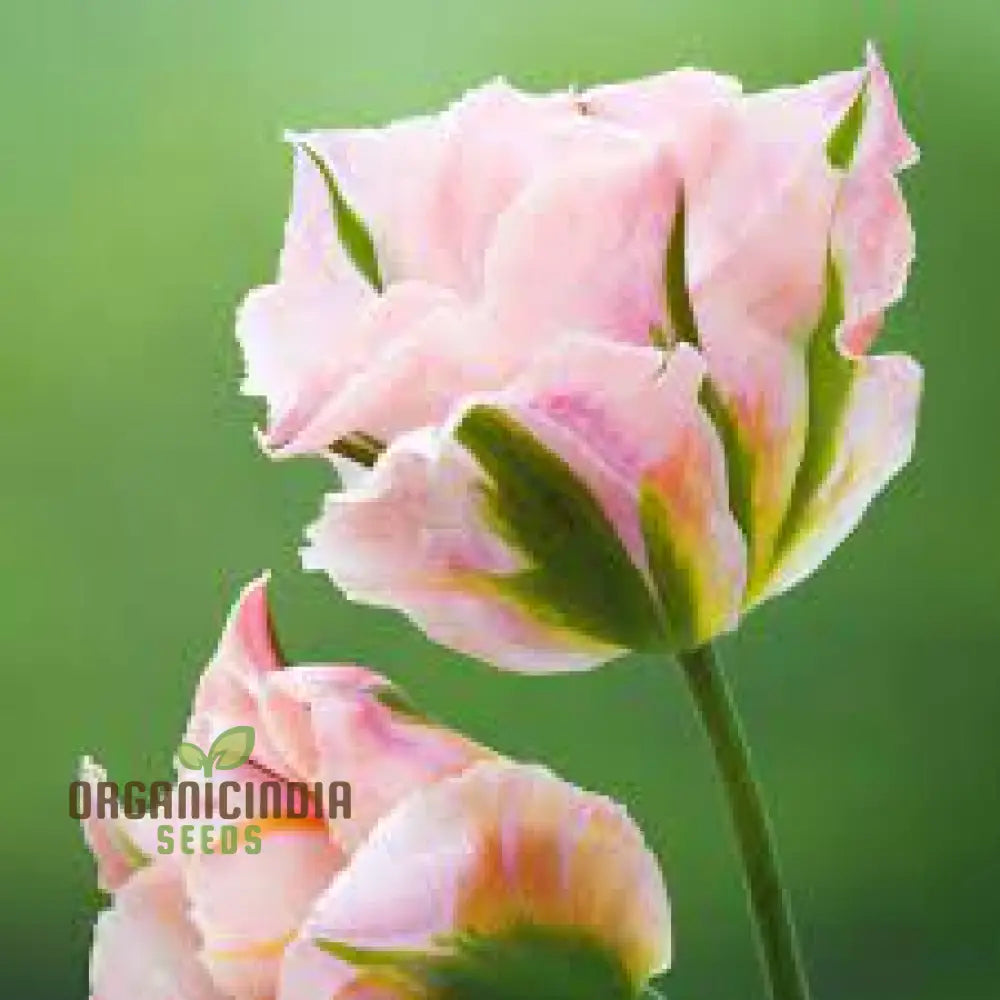 Tulip China Town Bulb Seeds For Vibrant Spring Gardens - High-Quality Flower Gardening Enthusiasts