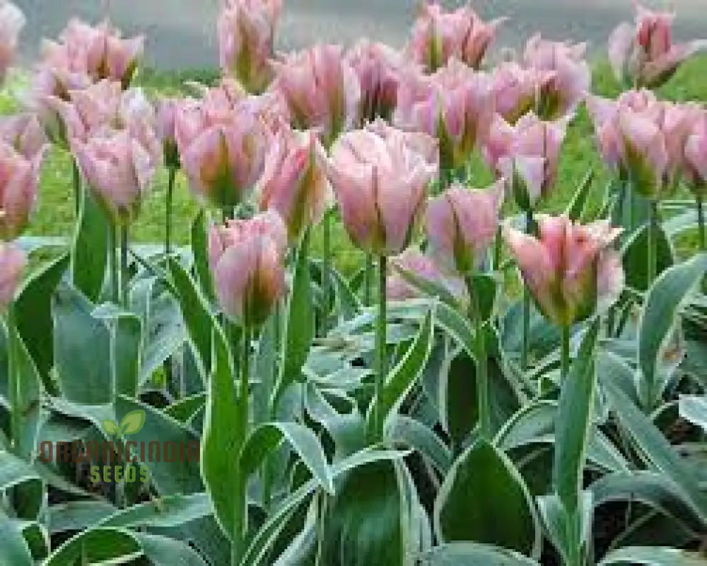 Tulip China Town Bulb Seeds For Vibrant Spring Gardens - High-Quality Flower Gardening Enthusiasts