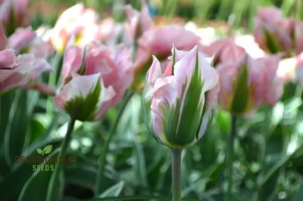 Tulip China Town Bulb Seeds For Vibrant Spring Gardens - High-Quality Flower Gardening Enthusiasts