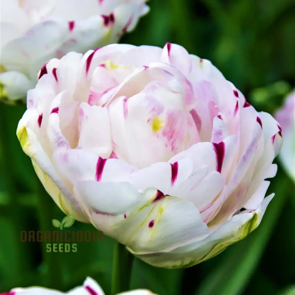 Tulip Danceline Flower Seeds For Planting Vibrant And Elegant Tulips For A Stunning Spring Garden