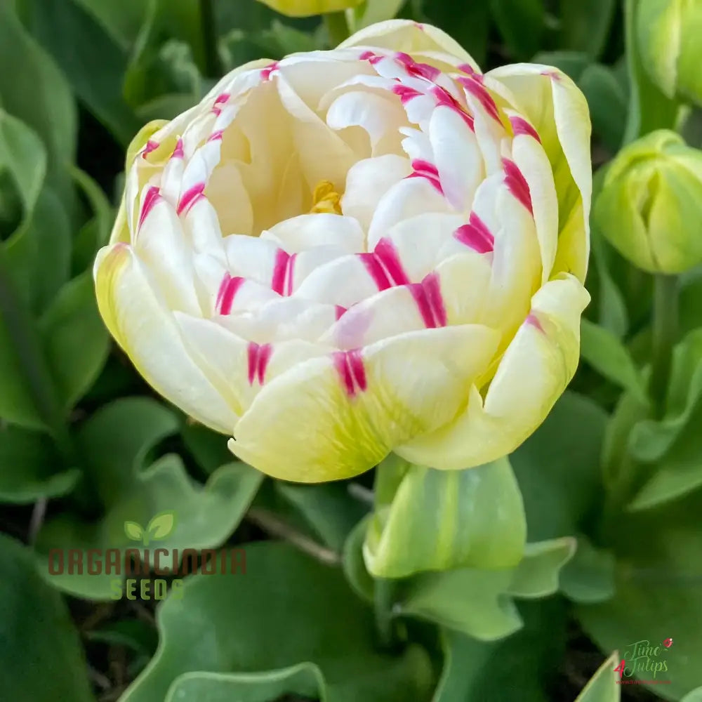 Tulip Danceline Flower Seeds For Planting Vibrant And Elegant Tulips For A Stunning Spring Garden