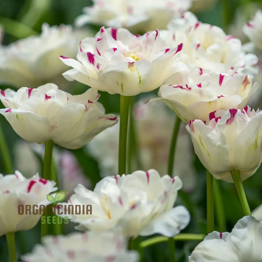 Tulip Danceline Flower Seeds For Planting Vibrant And Elegant Tulips For A Stunning Spring Garden