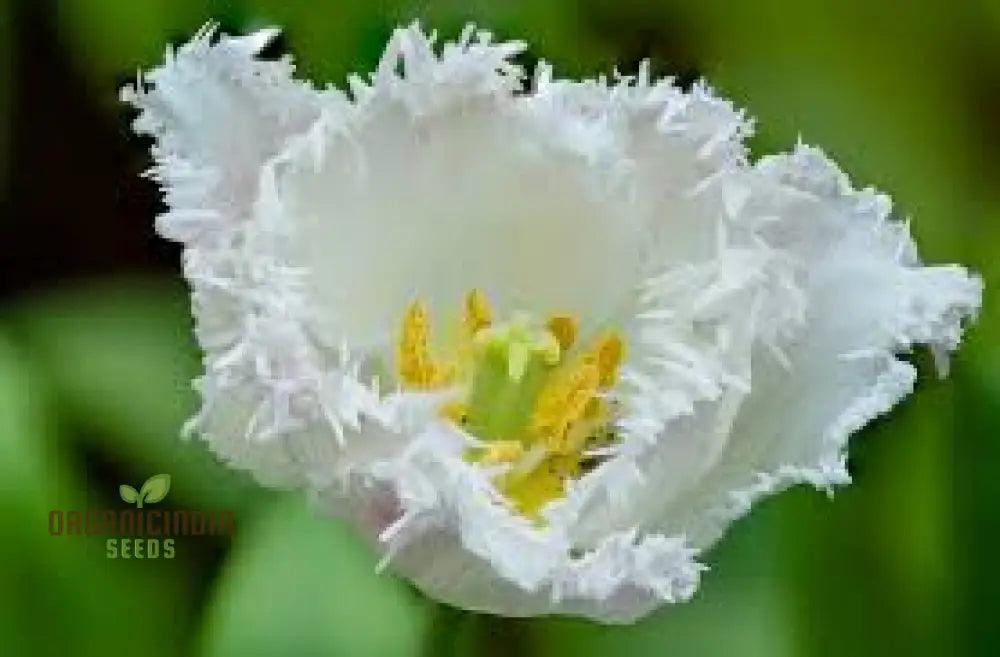 Tulip Daytona Bulb Seeds For Stunning Garden Displays | Planting Made Easy Gardening