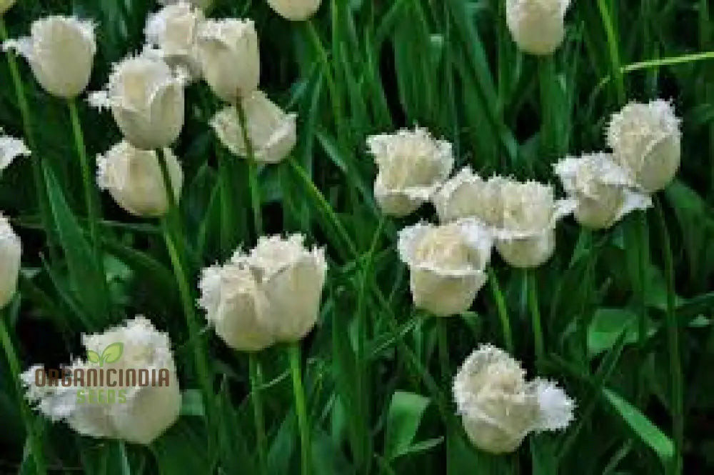 Tulip Daytona Bulb Seeds For Stunning Garden Displays | Planting Made Easy Gardening