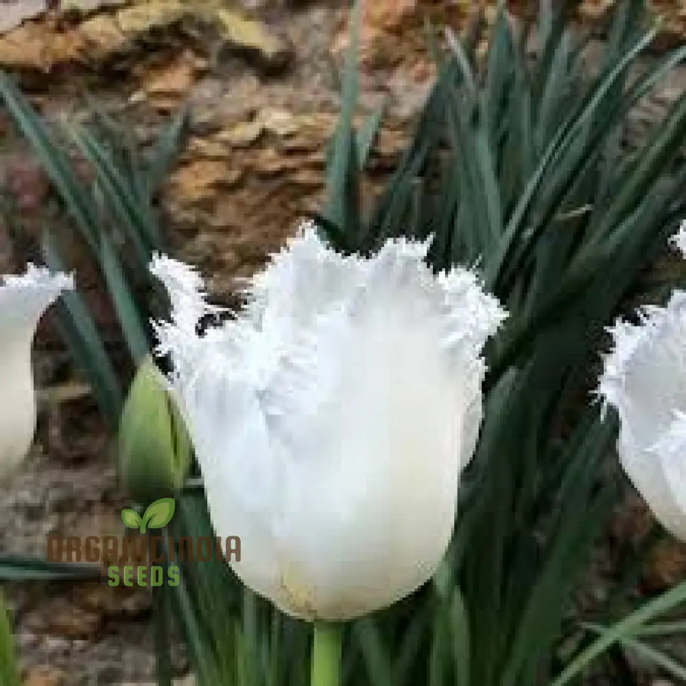 Tulip Daytona Bulb Seeds For Stunning Garden Displays | Planting Made Easy Gardening