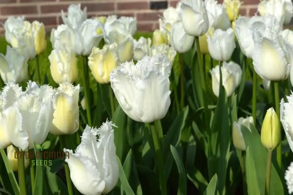 Tulip Daytona Bulb Seeds For Stunning Garden Displays | Planting Made Easy Gardening